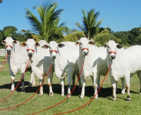 Fotografia – Agronegócio