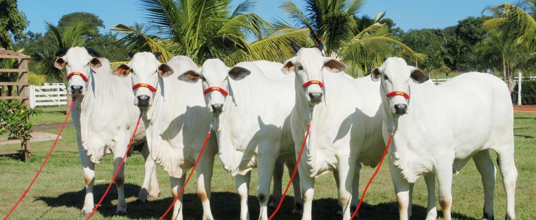 Fotografia – Agronegócio