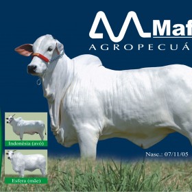 Fotografia – Agronegócio