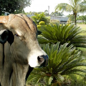 Fotografia – Agronegócio