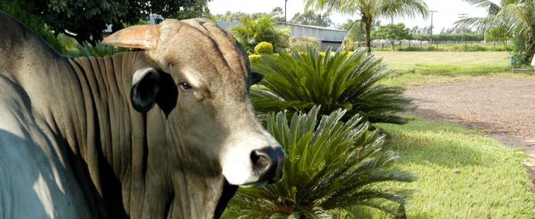 Fotografia – Agronegócio