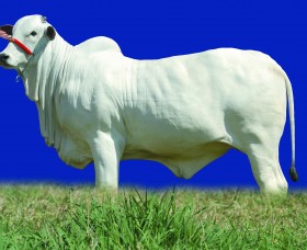 Fotografia – Agronegócio