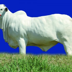 Fotografia – Agronegócio