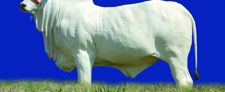 Fotografia – Agronegócio