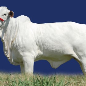 Fotografia – Agronegócio