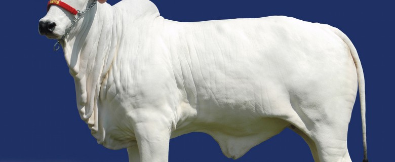 Fotografia – Agronegócio